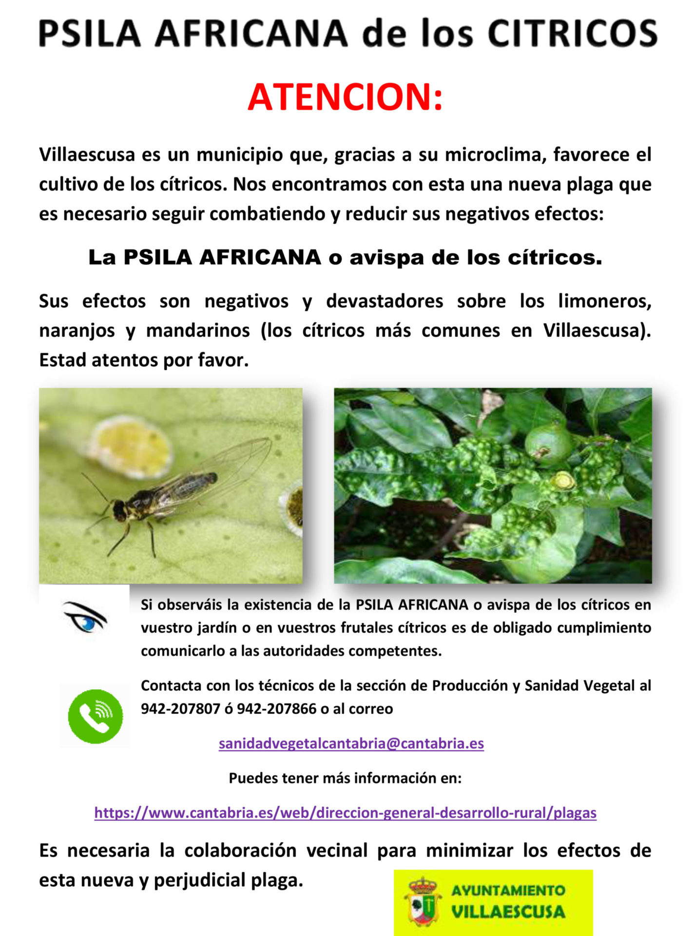CARTEL PSILA AFRICANA DE LOS CITRICOS 2022